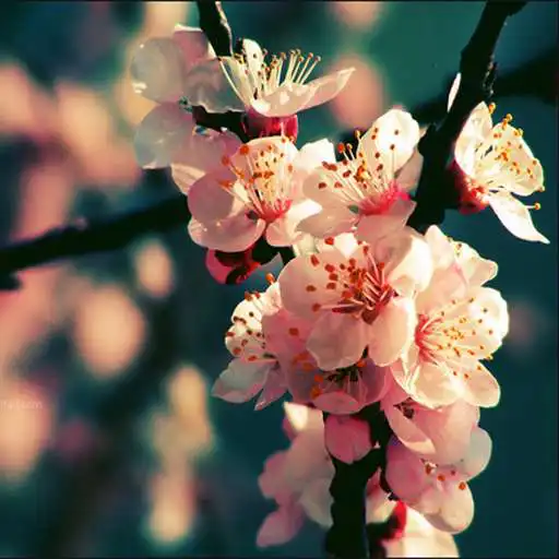 Play Spring Best HD Walpaper APK