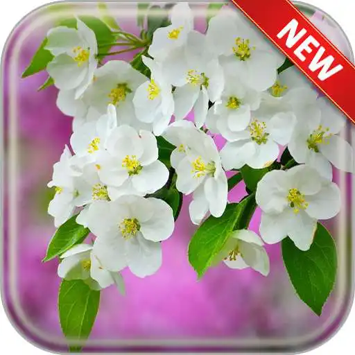 Free play online Spring Bloom Wallpapers APK