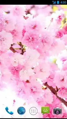 Play Spring Bloom Wallpapers