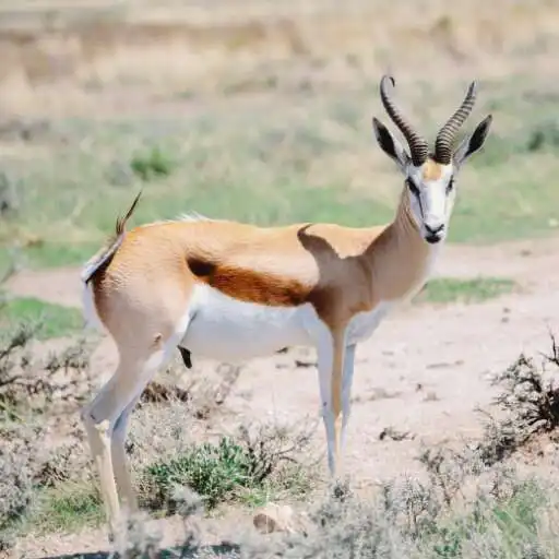 Play Springbok Wallpaper APK