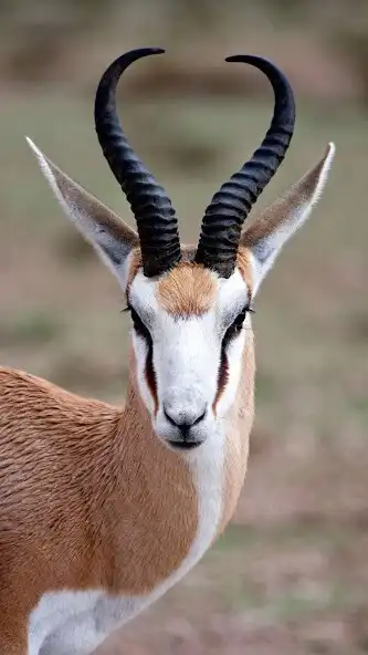 Play Springbok Wallpaper and enjoy Springbok Wallpaper with UptoPlay Play Springbok Wallpaper and enjoy Springbok Wallpaper with UptoPlay