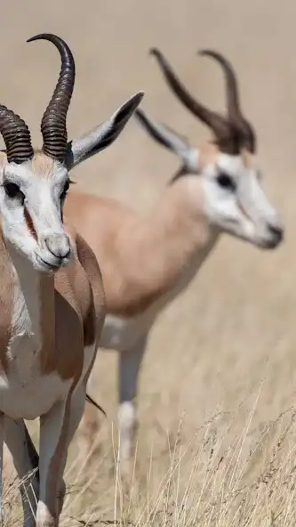 Play Springbok Wallpaper as an online game online Springbok Wallpaper with UptoPlay Play Springbok Wallpaper as an online game Springbok Wallpaper with UptoPlay