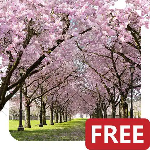 Run free android online Spring Cherry Blossom Live Wallpaper FREE APK Run free android online Spring Cherry Blossom Live Wallpaper FREE APK