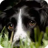 Free play online Springer Spaniel Wallpaper APK Free play online Springer Spaniel Wallpaper APK
