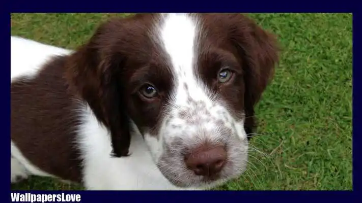 Play Springer Spaniel Wallpaper