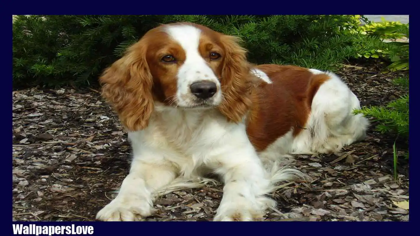 Play Springer Spaniel Wallpaper