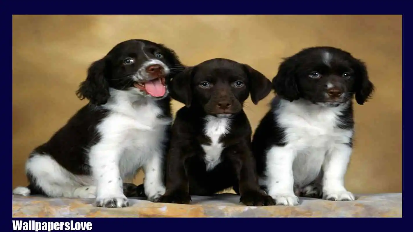 Play Springer Spaniel Wallpaper