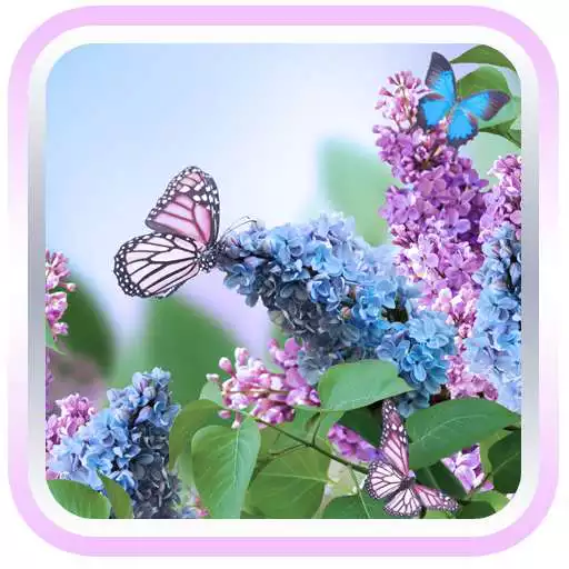 Free play online spring flower lwp Free APK