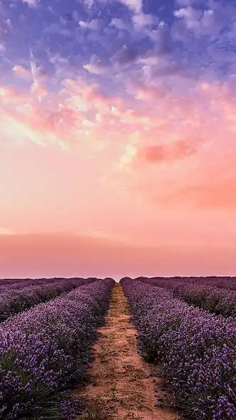 Play Spring Flower Nature Wallpaper  and enjoy Spring Flower Nature Wallpaper with UptoPlay