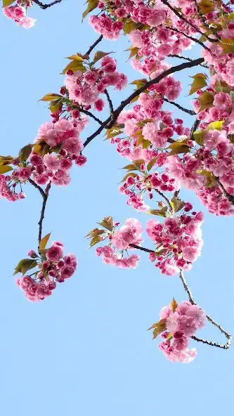 Play Spring Flower Nature Wallpaper as an online game Spring Flower Nature Wallpaper with UptoPlay