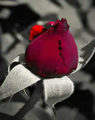 Play Spring Flowers 2020