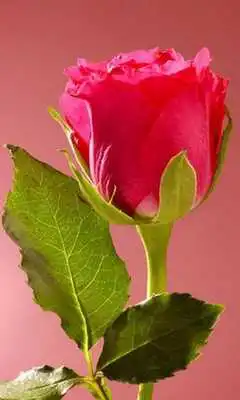 Play Spring Flowers 2020