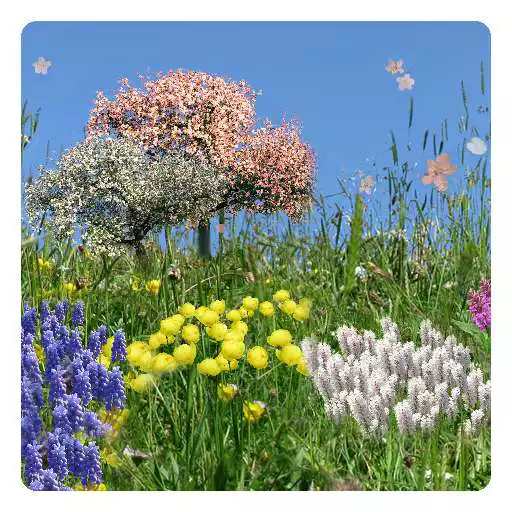 Run free android online Spring Flowers Free Wallpaper APK