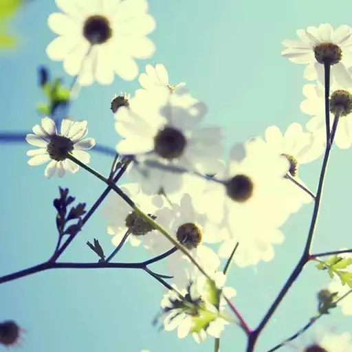 Free play online Spring Flowers live wallpaper APK Free play online Spring Flowers live wallpaper APK