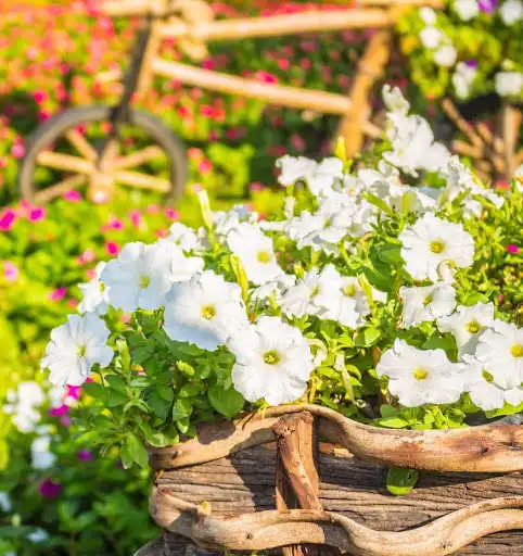 Play Spring Flowers Wallpaper for chat  and enjoy Spring Flowers Wallpaper for chat with UptoPlay