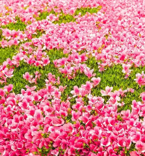 Play Spring Flowers Wallpaper for chat as an online game Spring Flowers Wallpaper for chat with UptoPlay