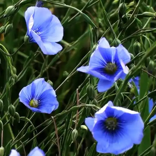 Play Spring Flowers Wallpaper Pro APK Play Spring Flowers Wallpaper Pro APK