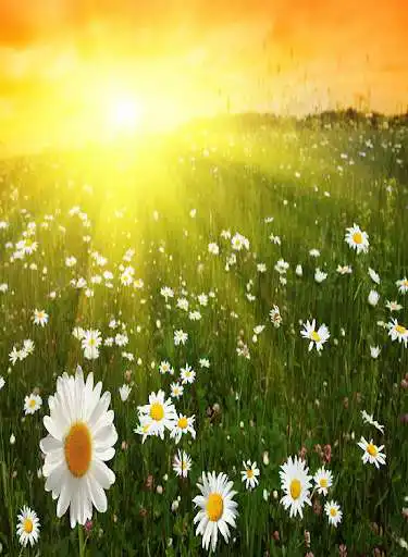 Play Spring Flowers Wallpaper