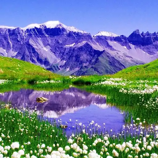 Run free android online Spring Flowers Wallpapers APK Run free android online Spring Flowers Wallpapers APK