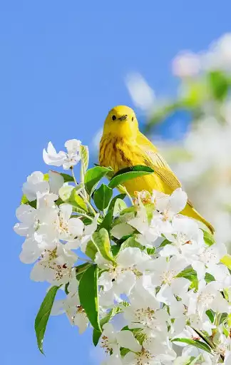 Play APK Spring Flowers Wallpapers  and enjoy Spring Flowers Wallpapers with UptoPlay com.andromo.dev518376.app500141