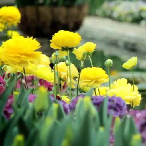 Play Spring Landscapes Wallpaper APK