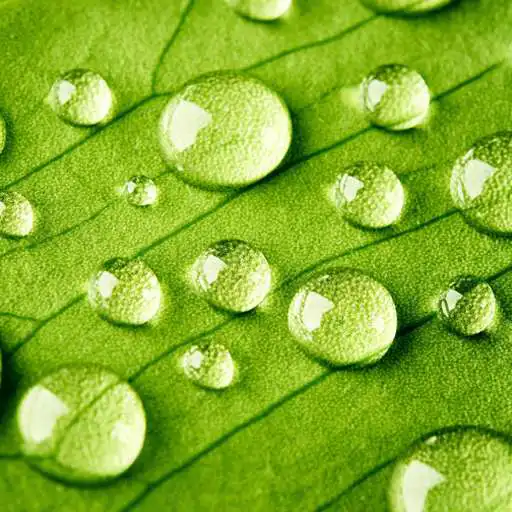 Free play online Spring Live Wallpaper HD APK