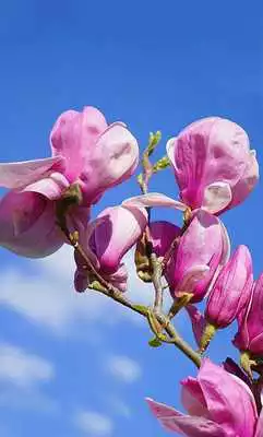 Play Spring Magnolia live wallpaper
