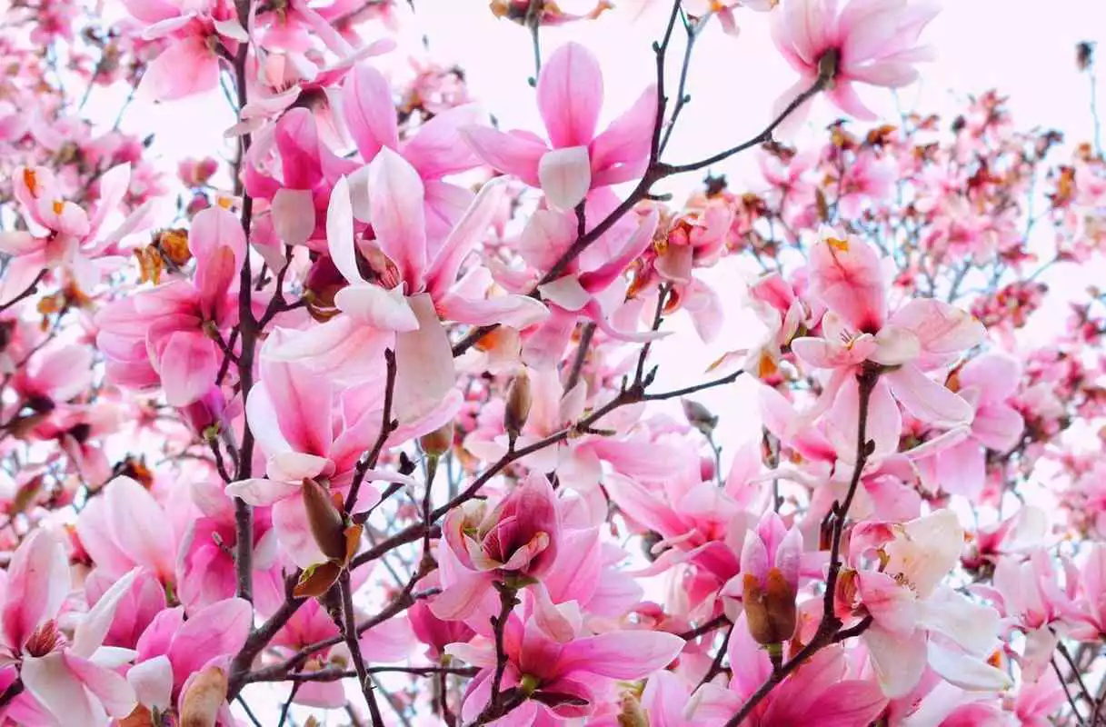 Play Spring Magnolia live wallpaper