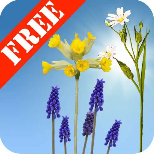 Play Spring Meadow Free APK