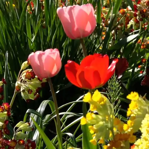 Play Spring Nature Wallpaper Pro APK