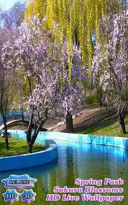 Play Spring Park of Blooming Sakura