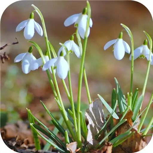 Free play online Springtime. Super Wallpapers APK