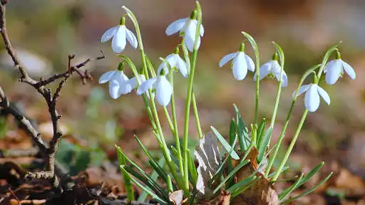 Play Springtime. Super Wallpapers