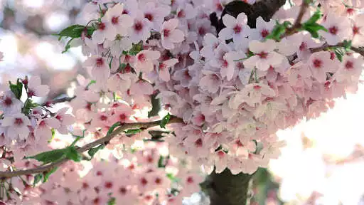 Play Springtime. Super Wallpapers