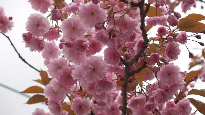 Play Springtime. Super Wallpapers
