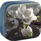 Free play online Spring Tree Live Wallpaper APK Free play online Spring Tree Live Wallpaper APK