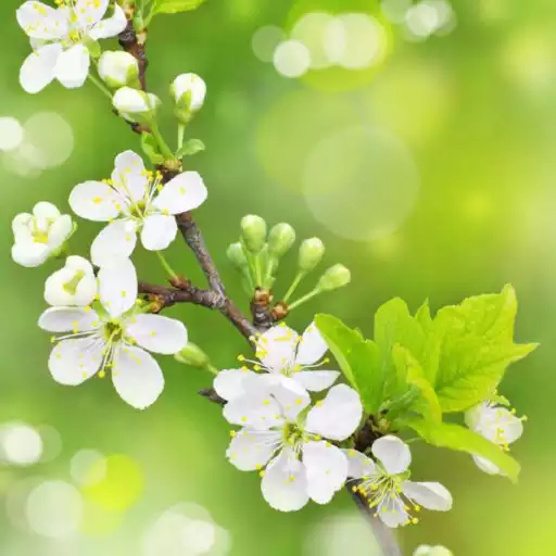 Free play online Spring Wallpaper APK Free play online Spring Wallpaper APK