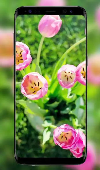 Play Spring Wallpapers - 4k Full HD Wallpapers and enjoy Spring Wallpapers - 4k Full HD Wallpapers with UptoPlay Play Spring Wallpapers - 4k Full HD Wallpapers and enjoy Spring Wallpapers - 4k Full HD Wallpapers with UptoPlay