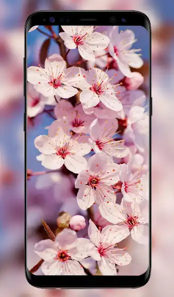 Play Spring Wallpapers - 4k Full HD Wallpapers as an online game online Spring Wallpapers - 4k Full HD Wallpapers with UptoPlay Play Spring Wallpapers - 4k Full HD Wallpapers as an online game Spring Wallpapers - 4k Full HD Wallpapers with UptoPlay