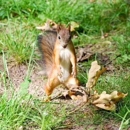 Play Squirrel Fun Facts APK