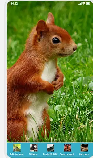 Play Squirrel Fun Facts  and enjoy Squirrel Fun Facts with UptoPlay