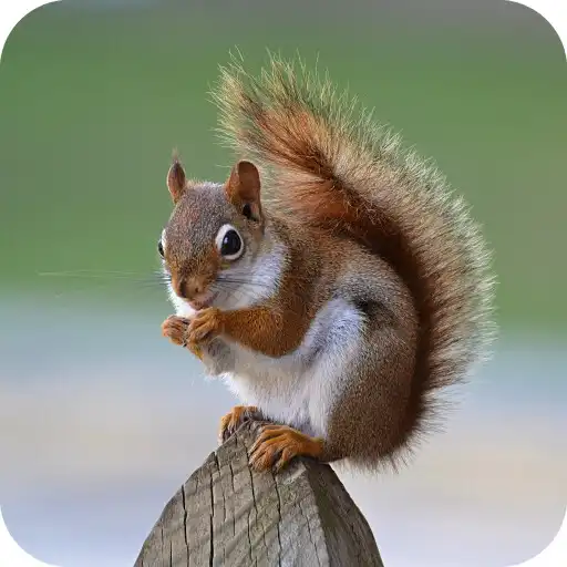 Play Squirrel HD Wallpaper APK Play Squirrel HD Wallpaper APK