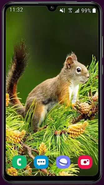 Play Squirrel HD Wallpaper as an online game Squirrel HD Wallpaper with UptoPlay