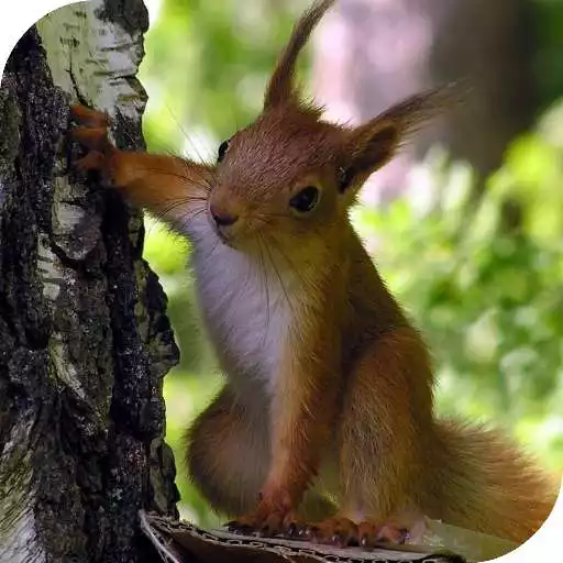 Play Squirrel Live Wallpaper APK