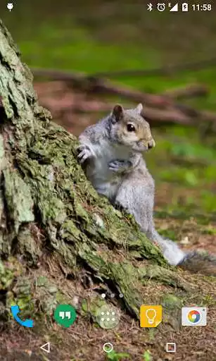 Play Squirrel Live Wallpaper  and enjoy Squirrel Live Wallpaper with UptoPlay