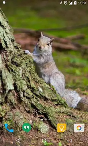 Play Squirrel Live Wallpaper as an online game Squirrel Live Wallpaper with UptoPlay