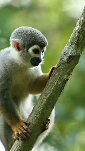 Play Squirrel Monkey Wallpaper  and enjoy Squirrel Monkey Wallpaper with UptoPlay
