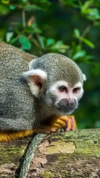 Play Squirrel Monkey Wallpaper as an online game Squirrel Monkey Wallpaper with UptoPlay