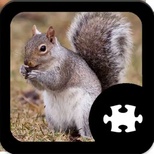Play Squirrel Puzzle APK