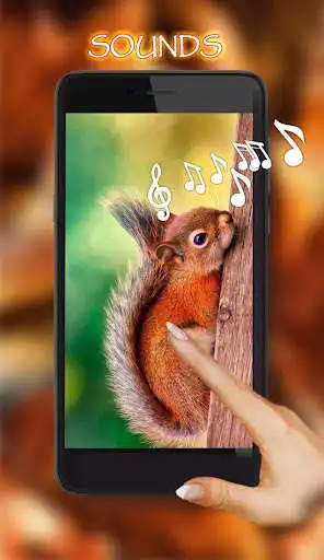 Play Squirrels Gallery